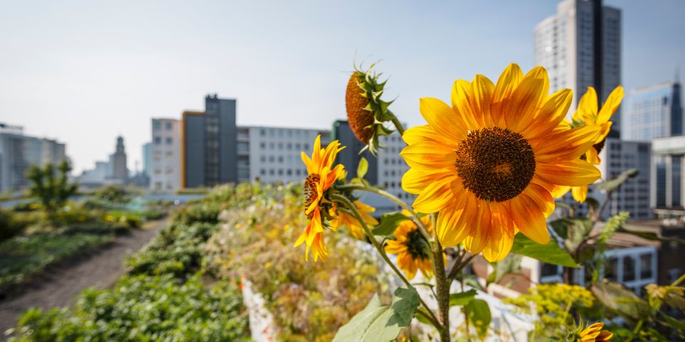 A photo taken from a roof. You can see a blue sky and a sunflower.