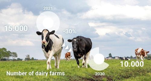 Foto van meerdere koeien die in een weiland lopen. Er zijn getallen aan toegevoegd die iets zeggen over de afname van melkveebedrijven.