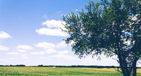 Foto van een boom. Op de achtergrond een weiland en een blauwe lucht.
