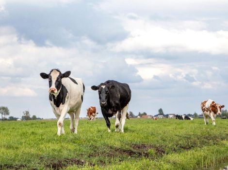 Foto van meerdere koeien die in een weiland lopen.