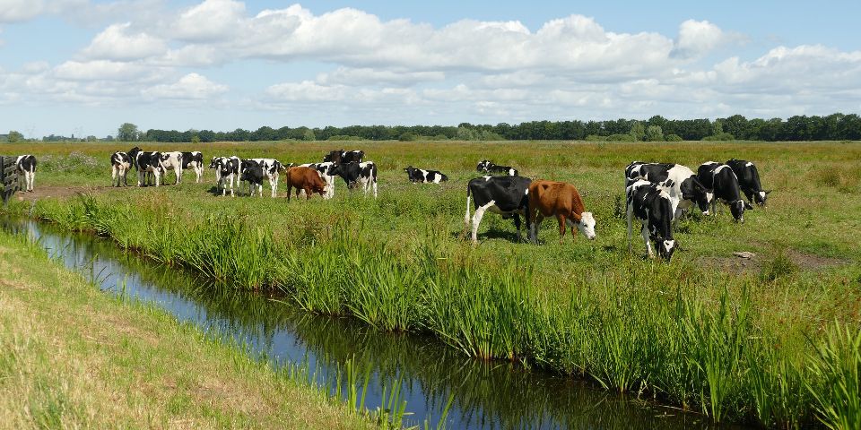 Een foto van een sloot en koeien.