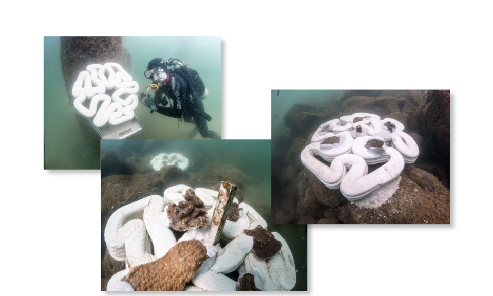Een foto collage van 3 foto's. Je ziet de koraalfragmenten onder water.