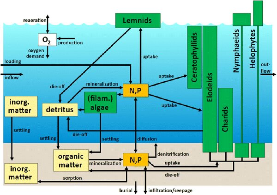 Een schematische afbeelding van het ecosysteemmodel van PCDitch met daarin de componenten en processen 